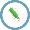 Cepa de E.Coli